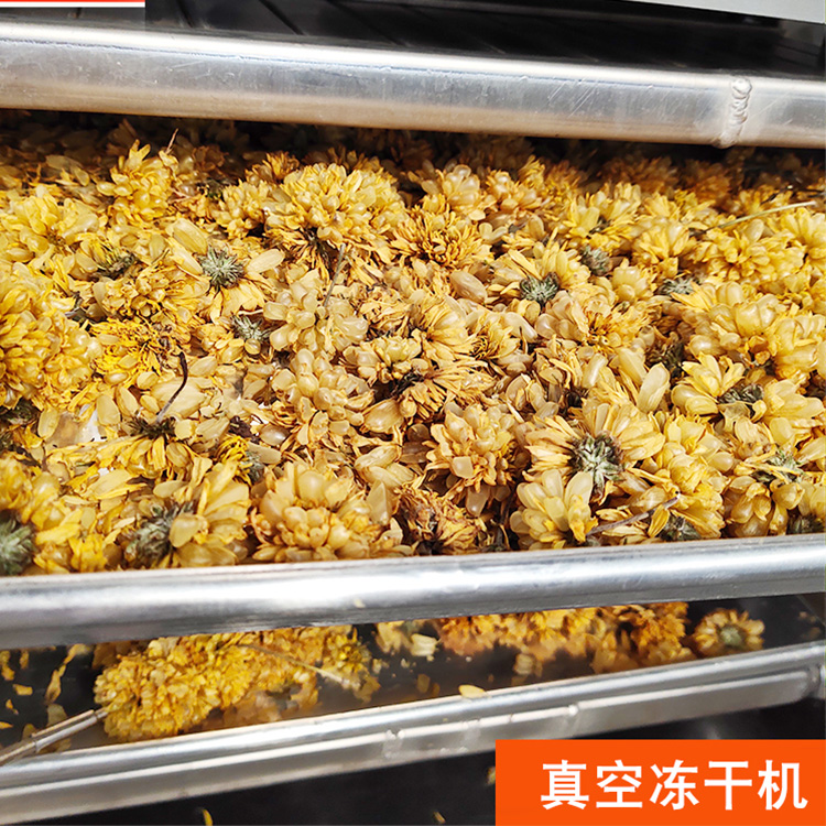 真空凍干菊花